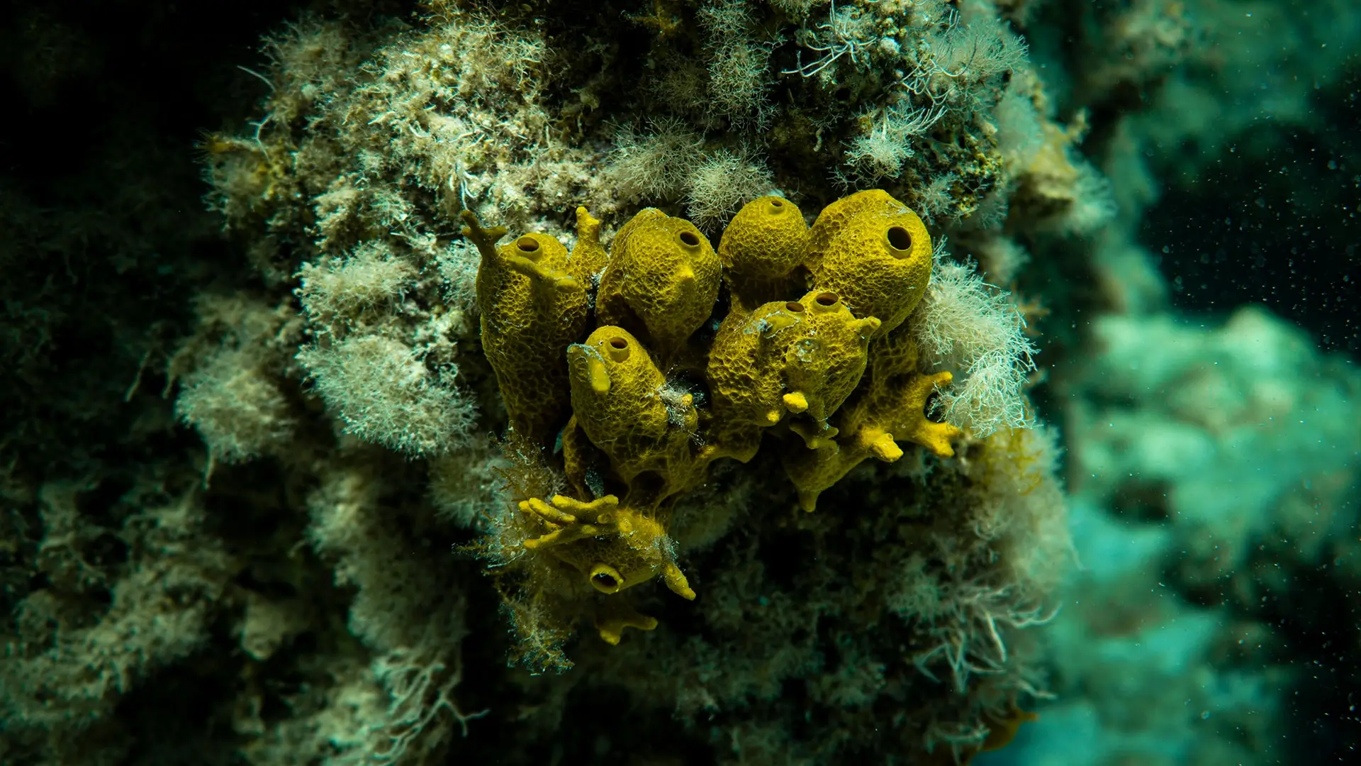 Esponjas amarillas sobre el fondo marino