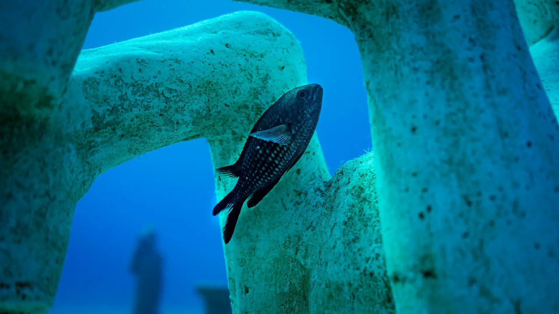 Pez oscuro nadando bajo un arco de roca en agua azul