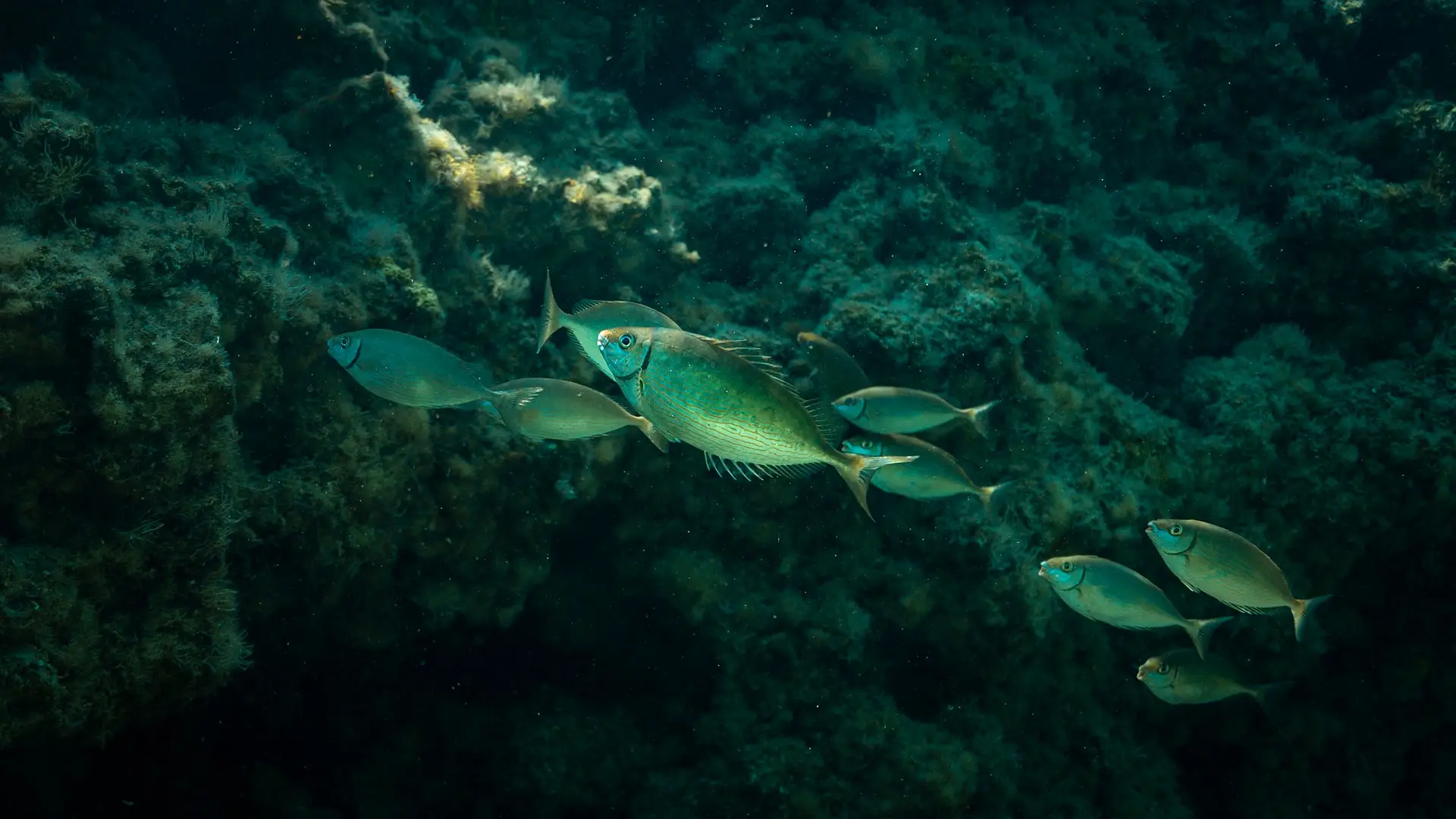 Pequeño cardumen de peces junto a una pared de roca